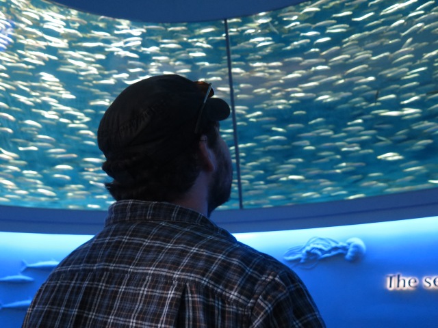 Mackerel at the Monterey Aquarium